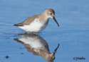 Calidris alpina